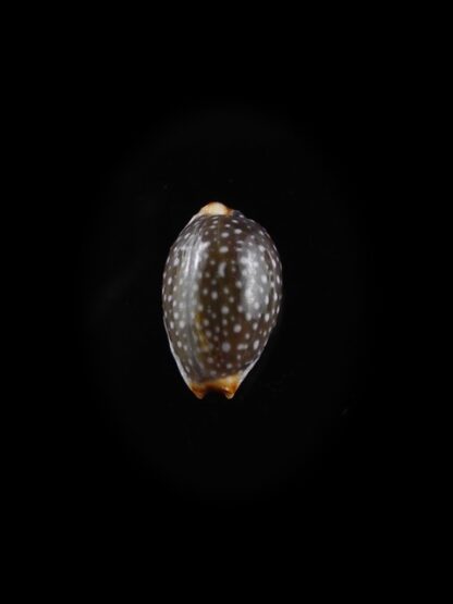 Cypraea staphylaea f. consobrina " small size " 10,4 mm Gem-10612