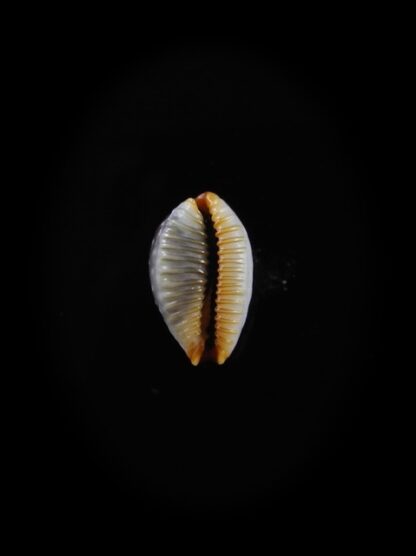 Cypraea staphylaea f. consobrina " small size " 10,4 mm Gem-10609