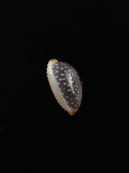 Cypraea staphylaea f. consobrina " small size " 10,4 mm Gem-10611