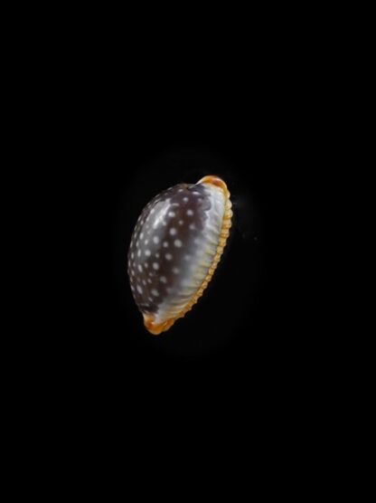 Cypraea staphylaea f. consobrina " small size " 10,4 mm Gem-10608