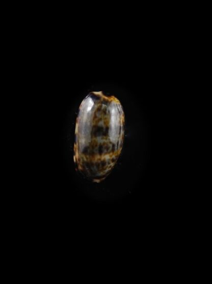 Cypraea listeri melvilli " very small size" 11,4 mm Gem-10551