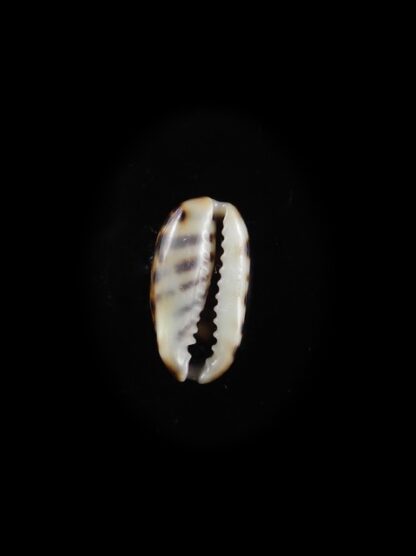 Cypraea listeri melvilli " very small size" 11,4 mm Gem-10552