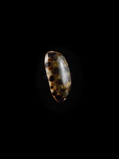 Cypraea listeri melvilli " very small size" 11,4 mm Gem-10553