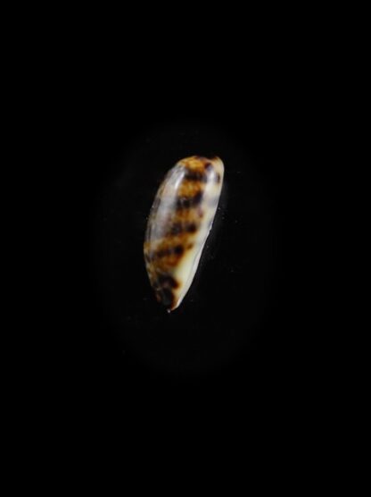 Cypraea listeri melvilli " very small size" 11,4 mm Gem-10550