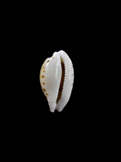 Cypraea cumingii. 12,1 mm Gem-10460