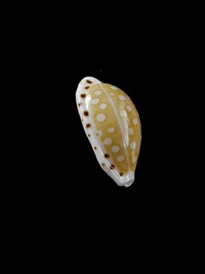 Cypraea cumingii. 12,1 mm Gem-10461