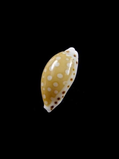 Cypraea cumingii. 12,1 mm Gem-10463