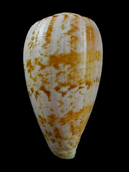 Conus anemone peronianus 81,7 mm Gem-10651