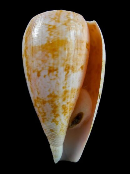 Conus anemone peronianus 81,7 mm Gem-10647