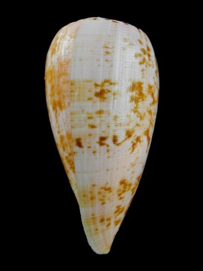 Conus anemone peronianus 81,7 mm Gem-10648