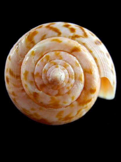 Conus anemone peronianus 81,7 mm Gem-10650