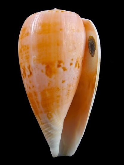 Floraconus anemone peronianus 82,7 mm F+++/Gem-10657
