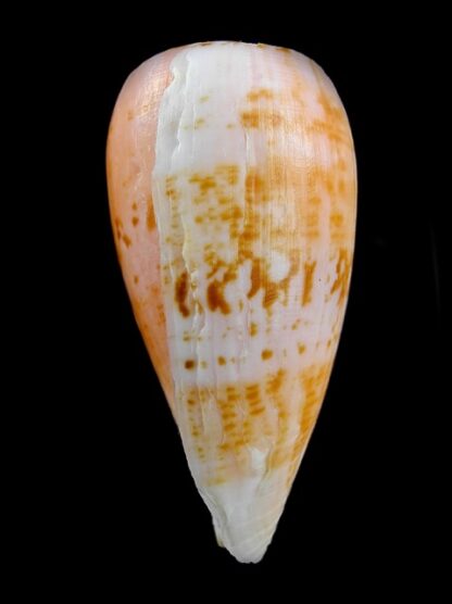 Floraconus anemone peronianus 82,7 mm F+++/Gem-10661
