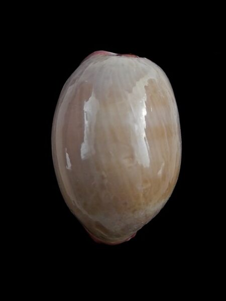 Cypraea reevei ( Austrocypraea ) 37,3 mm F+++/Gem-0