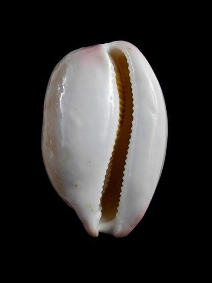 Cypraea reevei ( Austrocypraea ) 37,3 mm F+++/Gem-10754