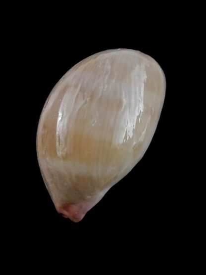 Cypraea reevei ( Austrocypraea ) 37,3 mm F+++/Gem-10757