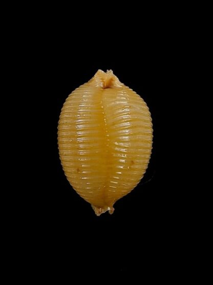 Cypraea childreni 22,1 mm Gem-0