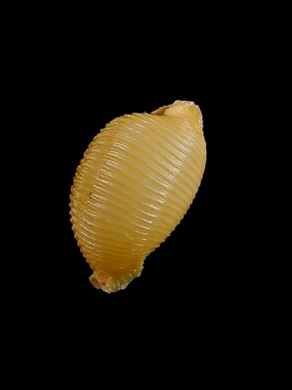 Cypraea childreni 22,1 mm Gem-10764