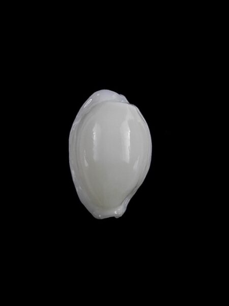 Cypraea cribraria melwardi Gem 16,9 mm-0