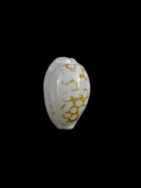 Cypraea cribraria melwardi Gem 16,7 mm-0