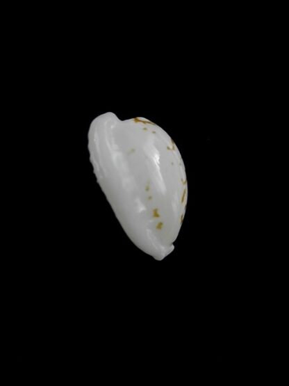 Cypraea cribraria melwardi Gem 16,7 mm-10771