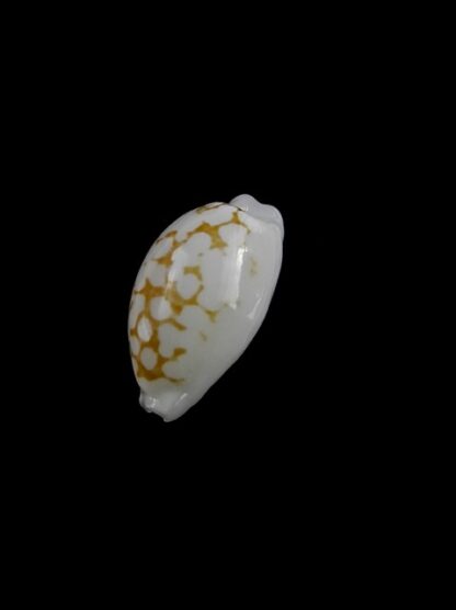 Cypraea cribraria melwardi Gem 16,7 mm-10774