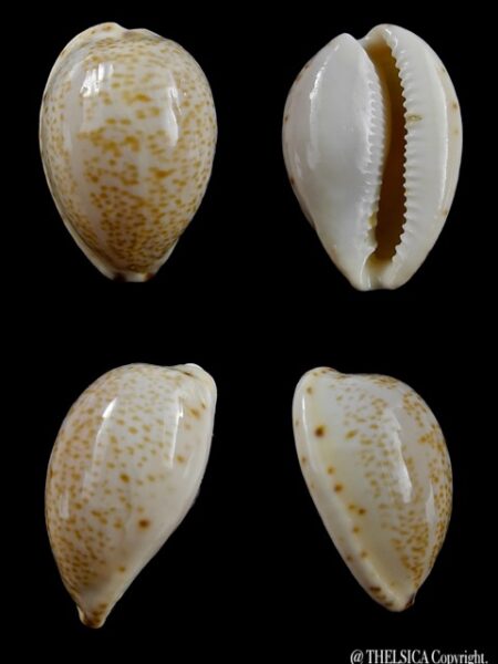 Notocypraea declivis 24,1 mm Gem.-0
