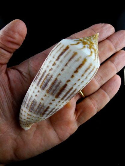 Conus australis ..Big size... 109.2 mm Gem-0