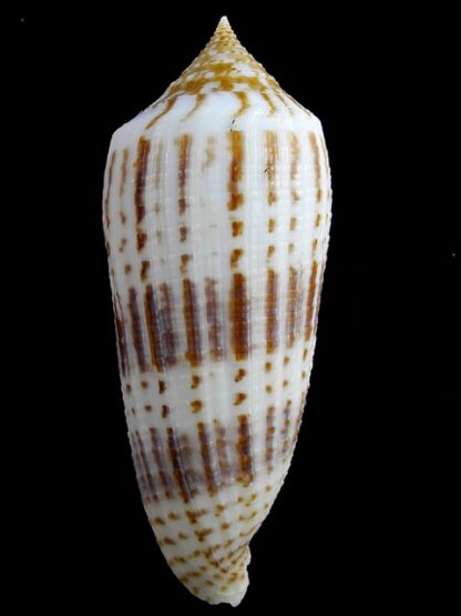 Conus australis ..Big size... 109.2 mm Gem-11124