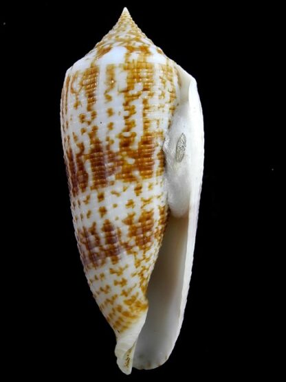 Conus australis ..Big size... 109.2 mm Gem-11127