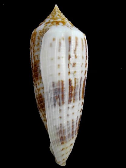 Conus australis ..Big size... 109.2 mm Gem-11126