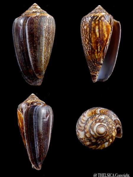 Conus victoriae .. Black.. 42,9 mm F+++-0