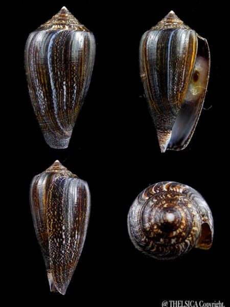 Conus victoriae .. Black.. 43,1 mm Gem-0