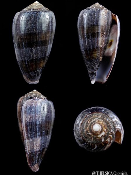 Conus victoriae .. Black.. 44,7 mm Gem-0