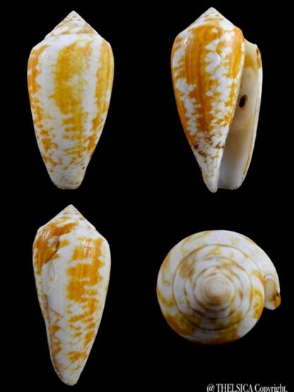 Conus victoriae .. Orange.. 57,1 mm F+++-0