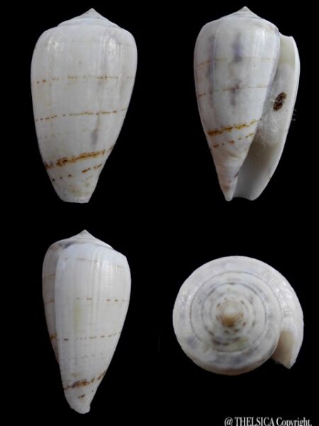 Conus victoriae .. White .. 47,4 mm F+++/Gem-0