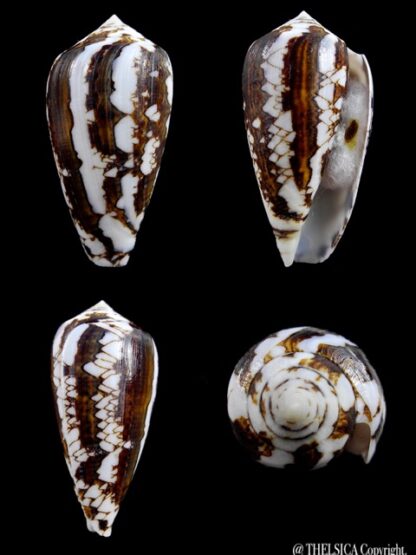 Conus victoriae 48,5 mm Gem-0