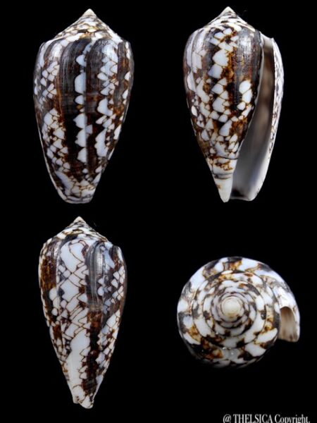Conus victoriae 48,5 mm Gem-0