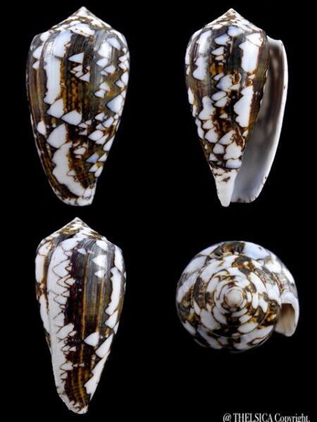 Conus victoriae 49,7 mm Gem-0