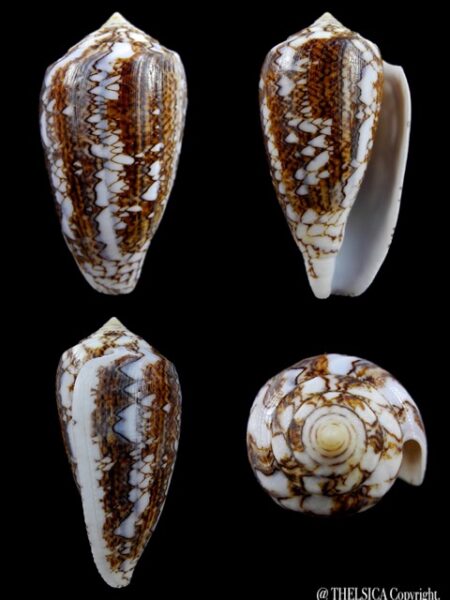 Conus victoriae 51,6 mm Gem-0