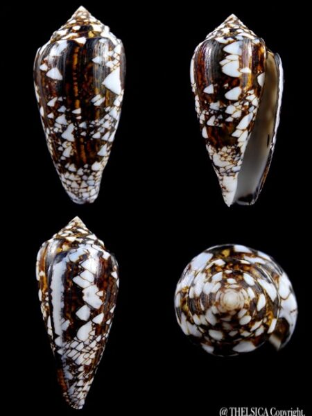 Conus victoriae 52,4 mm Gem-0