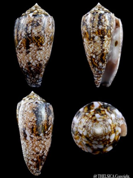 Conus victoriae 56,4 mm Gem-0