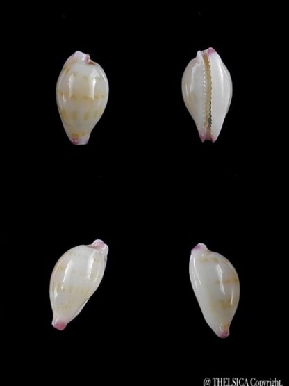 Cypraea barbieri 9,4 mm "Very Fresh dead"-0