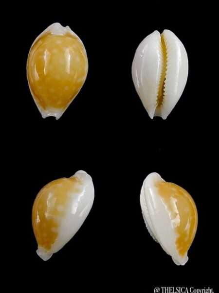 Cypraea bernardi 12,6 mm-0