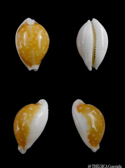 Cypraea bernardi 13,9 mm-0