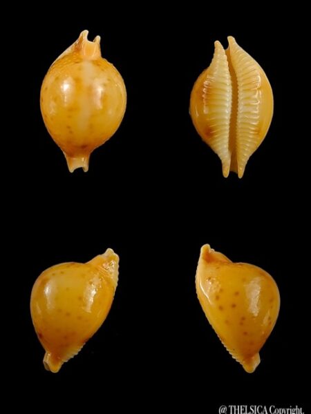 Cypraea bistrinotata sublaevis 18,2 mm Gem-0