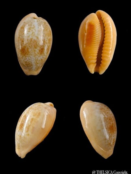 Cypraea bregeriana f. pervelata Gem 22,4 mm --0