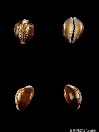 Cypraea caput serpentis super small size 18 mm Gem-11222