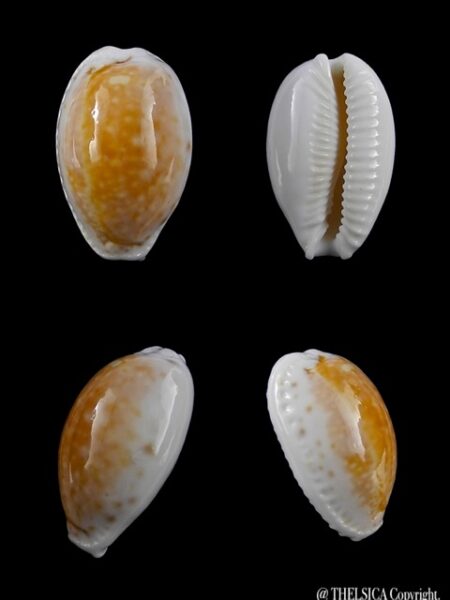 Cypraea cernica kermadecensis 22,4 mm Gem-0