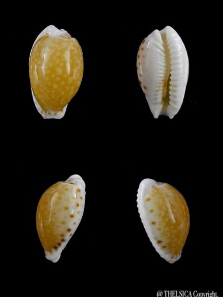 Cypraea cernica tomlini ..DWARF.. 15,3 mm Gem-0